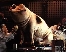 Pig being prepared for Motion