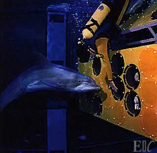 Dolphin Research